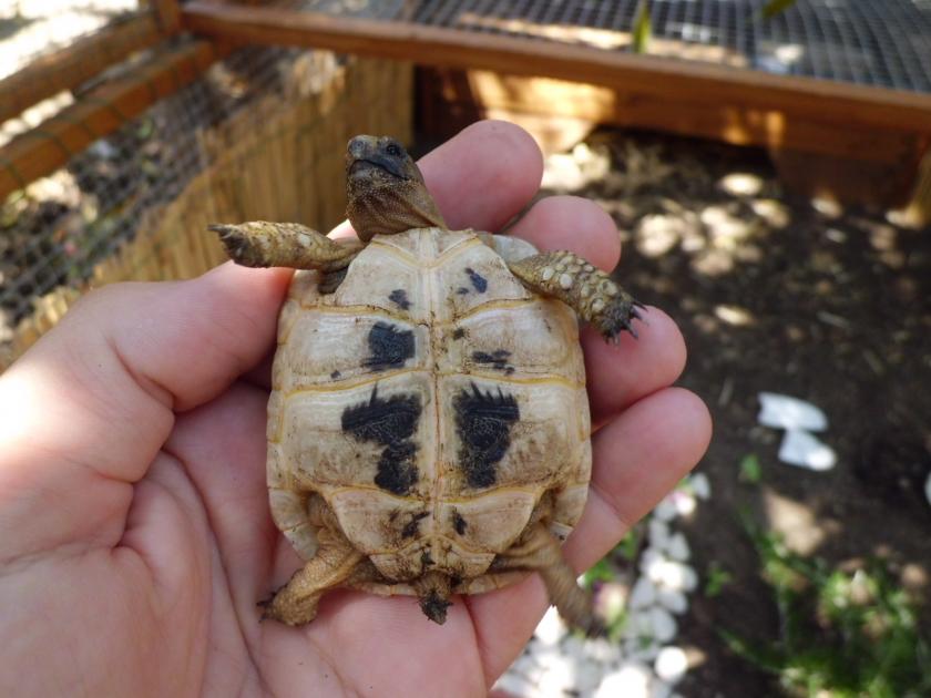 Testudo graeca nabeulensis